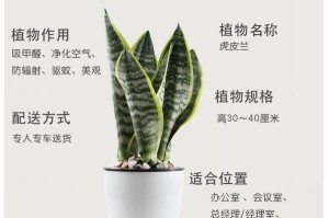 虎皮兰的养殖与甲醛吸附（如何正确养殖虎皮兰以提高室内空气质量）