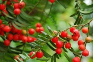 红豆杉开花结果时间及特点（探秘红豆杉开花果实的生长过程）