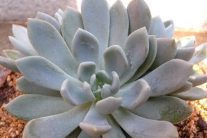 如何正确养护宝石花？（护宝石花的秘密武器——土壤与水分管理）