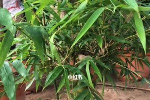 如何修剪以佛肚竹，让其拥有丰满的“大肚子”（佛肚竹修剪技巧及关键注意事项）