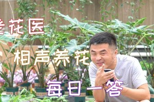 施薄肥，提高作物产量的科学方法（有效利用有限肥料，实现丰收之道）
