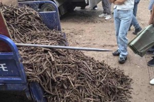 白术种植条件详解（优质白术种植环境、白术栽培关键技巧）