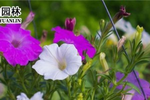 如何成功种植矮牵牛花（矮牵牛花种子的播种和养护要点）