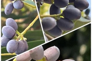 乔木植物大全（探索自然，发现世界）