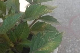 如何正确地摘心大丽花（保护大丽花的健康与美丽）