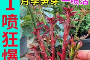 如何快速催开月季花盛放绽放（月季花开花技巧与方法，让你的花园更加美丽）