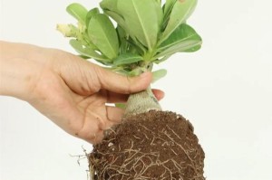 玫瑰移盆后需注意的浇水方法（如何科学浇水让玫瑰更美丽？）