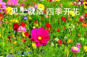 格桑花开花时间是固定的吗？（探讨格桑花开花的生态规律）
