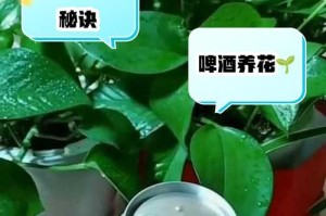 矿泉水是否适合浇花？（探讨矿泉水对花卉的影响）