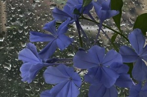 如何拯救因为枯萎而蔫了的蓝雪花？（照顾关键）