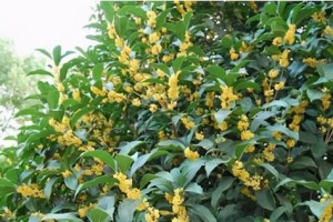 冬季栽种桂花树是否可行？（探究桂花树在冬季栽种的可行性）