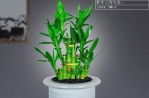 宝贵竹（比较两种培养方式，解析最优选）