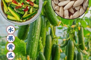 黄瓜种子的种植技巧（从种子选购到丰收的关键步骤，教你如何种植黄瓜）