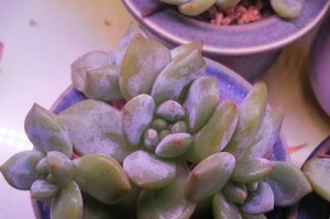 多肉植物适宜的盆栽温度（以多肉三十多度怎么服盆）