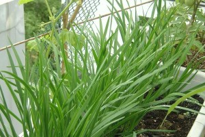 韭菜刚出土长什么样子？（了解韭菜的生长过程，从根到叶）