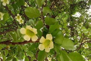 菜豆成熟上市的时间及注意事项（掌握时间，享受美味佳肴）