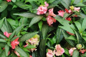 探秘凤仙花开花时间及生长习性（一年几次开花？什么时候是开花高峰期？）