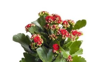 长寿花的浇水方法（如何让长寿花长得更旺盛？）