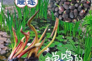 室内莲花的养护与繁殖（从种植到开花，打造美丽的莲花海洋）