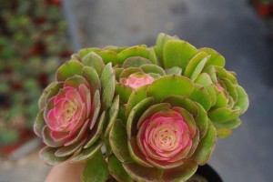 法师肥料的选择与应用（如何选用合适的肥料为法师增添生命力）