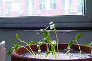 矿泉水浇花可以吗？（解析矿泉水对植物的影响，）