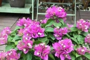 盛开碱性花卉，让生活更美好（探秘花卉的种类和特点，带来自然之美）