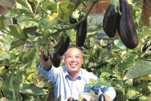 茄子种植全攻略（选对时间，轻松种植茄子）