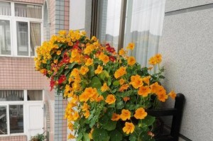 养旱荷花的风水好处（旱荷花的养殖技巧和风水禁忌）