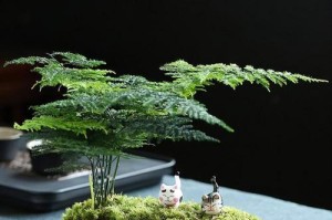 文竹之坚韧生命（不管它会怎么样，文竹绽放着生命的意志）