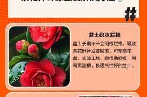 茶花叶上有黄斑，如何处理？（保护茶花叶健康的有效措施）