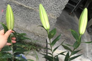 如何正确浇水养护百合花（百合花浇水的时间、方法和注意事项）