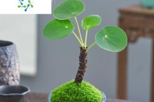 如何迅速养护镜面草？（简单而高效的方法帮助您养护镜面草快速茁壮成长）