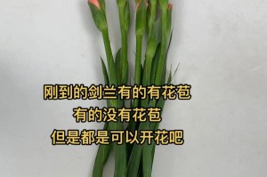 剑兰冬季养护指南（冬季如何让剑兰继续开花）