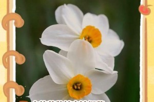 水仙花枯萎的处理方法——如何挽救水仙花的生命（水仙花枯萎后的护理技巧和养护要点）