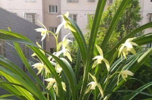 兰草，一种美丽的花卉（了解兰草的生态、栽培和养护）