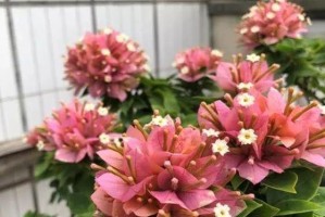 养花肥大了怎么办？（应对花卉肥大问题的有效方法）