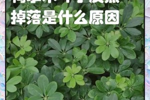 鸭掌木叶子落完，该如何处理？（保护环境，创造美丽家园）