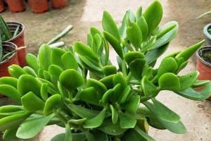 探秘神秘的玉谷叶（玉谷叶的植物分类与主要特征）