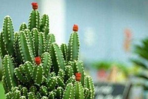 以万重山怎么施肥和浇水（探秘万重山的施肥和浇水技巧，助力健康生长）
