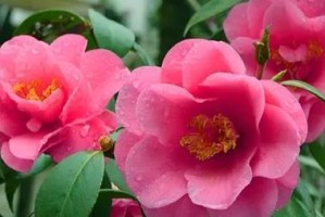 茶花浇水指南（了解茶花的水分需求，让它健康成长）