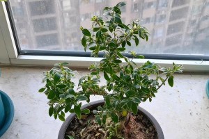 以六月雪的花（织出生命之美，用心绽放芬芳）