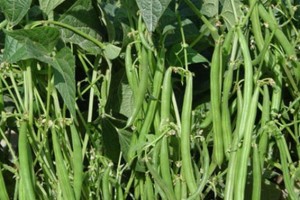 春豆角种植时间和方法（如何栽种春豆角？适合何时？）