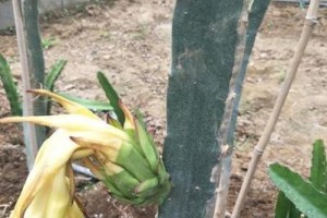 红心火龙果盆栽的养殖技巧（打造健康红心火龙果盆栽养护全攻略）