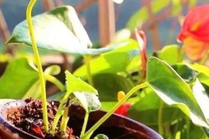 香樟树的繁殖方法详解（掌握香樟树的种子繁殖和扦插繁殖技巧，轻松培育自己的香樟树）