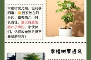 冬天小幸福树的养护秘籍（打造茂盛的冬季盆栽，享受小幸福的美好）