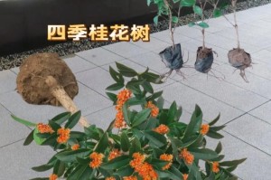金桂的养护方法（金桂的繁衍方式、肥料、修剪及病虫害防治）