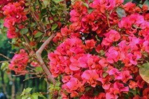 浪漫之都的市花——三叶梅（探寻三叶梅芬芳之源）