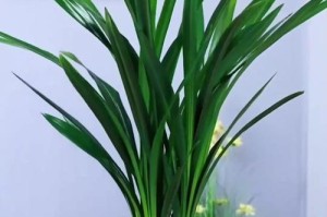 墨兰花开花时间及花期长短全解析（花开花落，美丽延续；墨兰花，迷人绝伦）