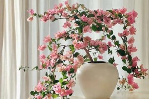 家里有暖气怎么养鲜花（打造温暖花园，享受四季芬芳）