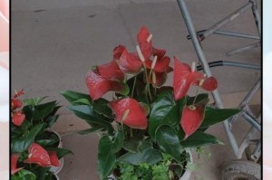 红掌叶子枯萎了怎么办（教你几招挽救枯萎的红掌植物）